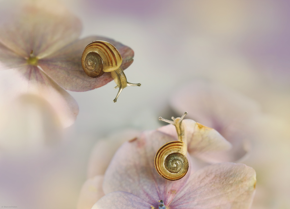 Little snails.... von Ellen Van Deelen