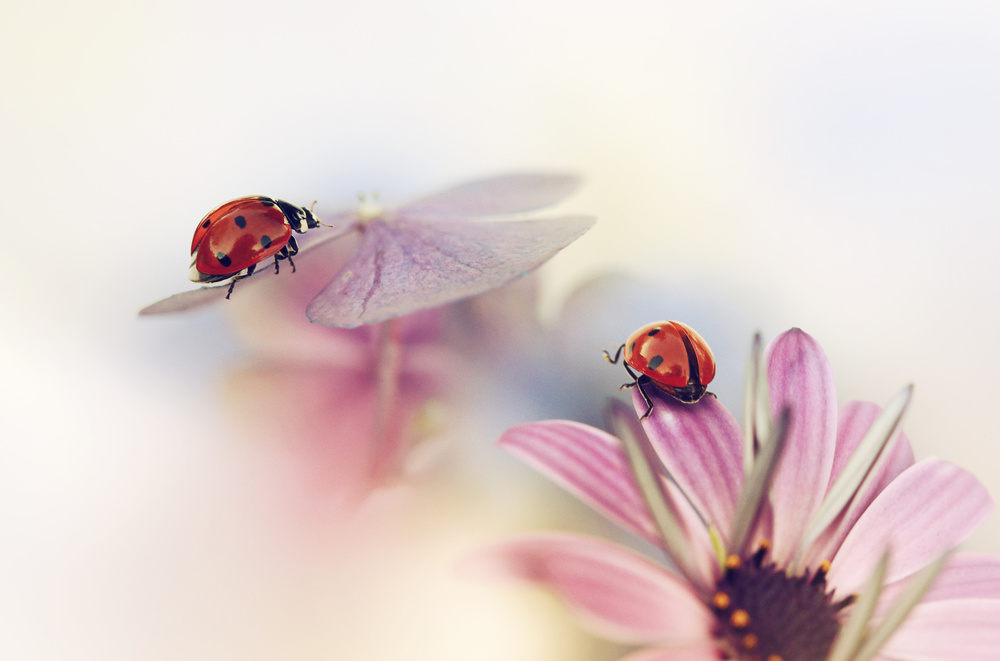 Last days of summer von Ellen Van Deelen