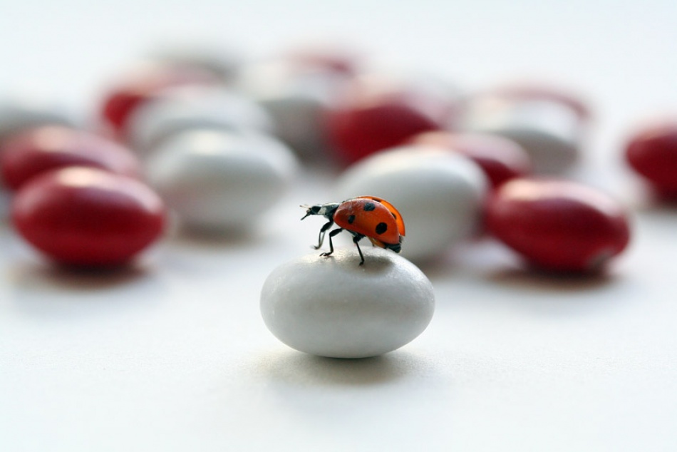 Ladybug von Ellen Van Deelen