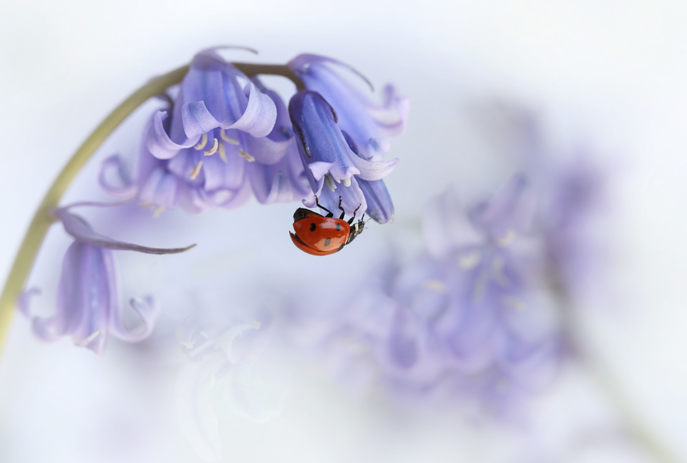 Ladybird...! von Ellen Van Deelen