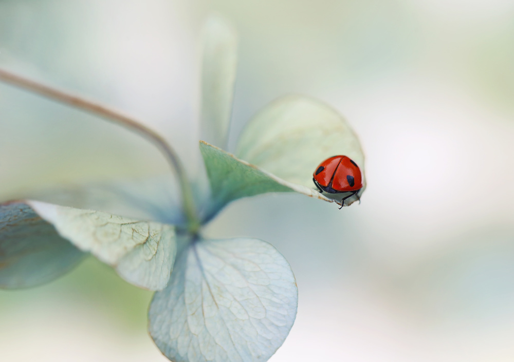 Ladybird on hydrangea.... von Ellen Van Deelen