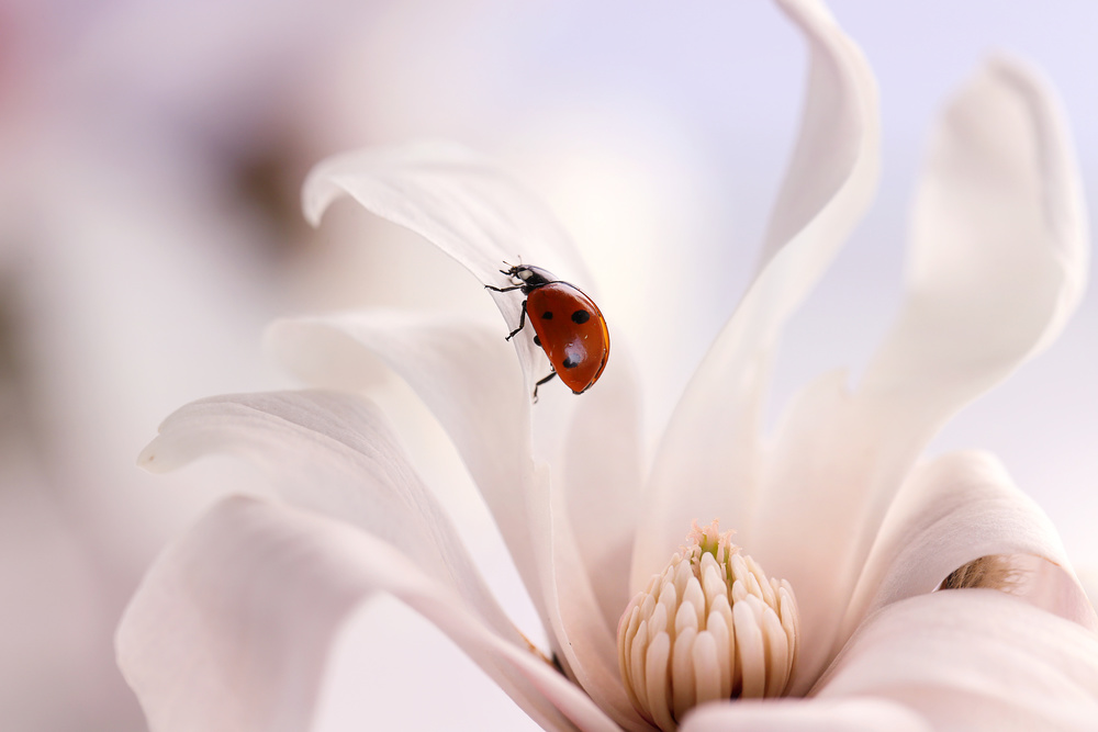 Ladybird with Magnolia von Ellen Van Deelen