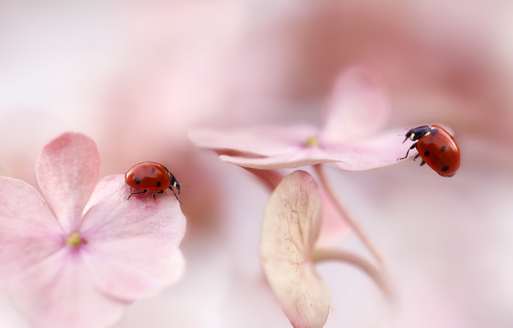 Ladybirds with pink hydrangea von Ellen Van Deelen