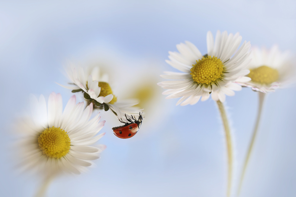 Ladybird and daisies von Ellen Van Deelen