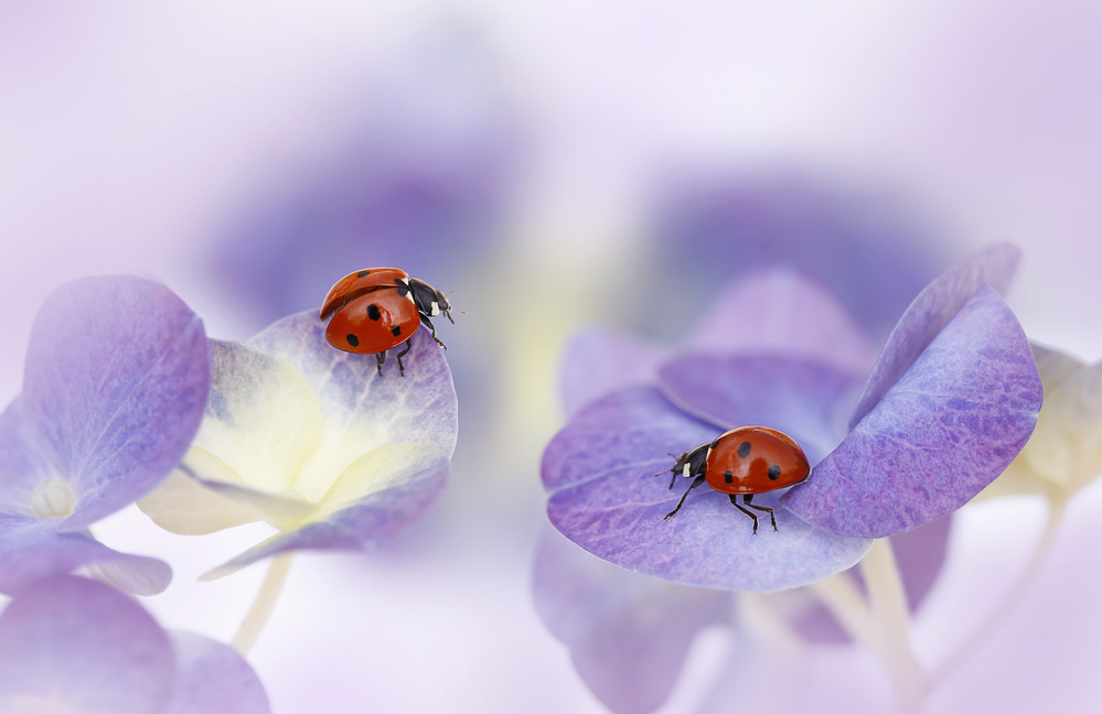 Red and purple von Ellen Van Deelen