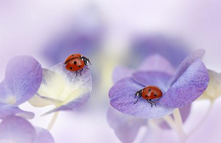 Red and purple