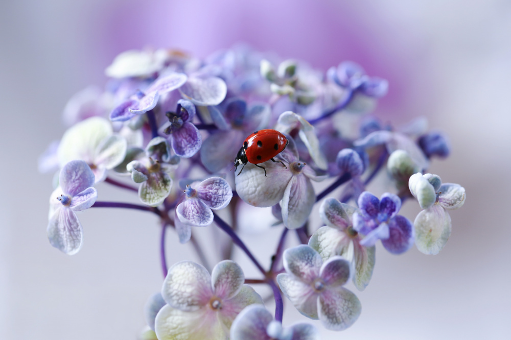 Red, blue and purple von Ellen Van Deelen