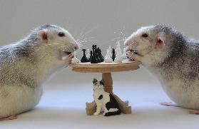 Schach spielen!