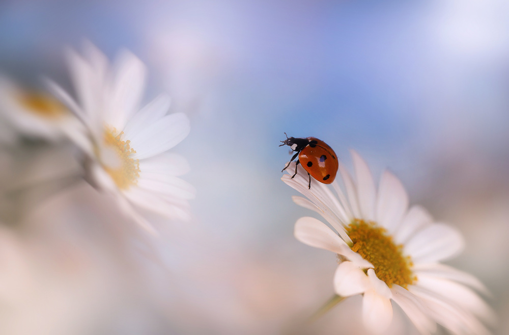 Longing for light von Ellen Van Deelen