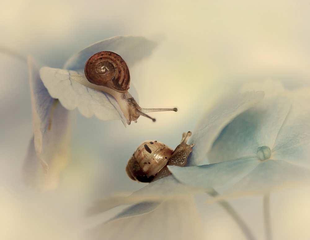 Snails von Ellen Van Deelen