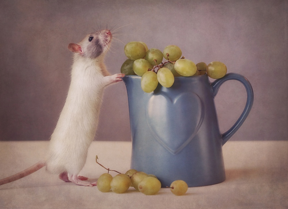 Snoozy loves grapes von Ellen Van Deelen