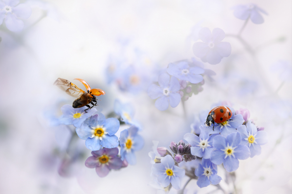 Forget-me-not von Ellen Van Deelen