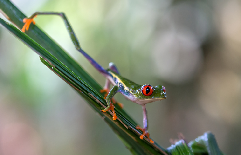 Agalychnis Callidryas 3 von Els Keurlinckx