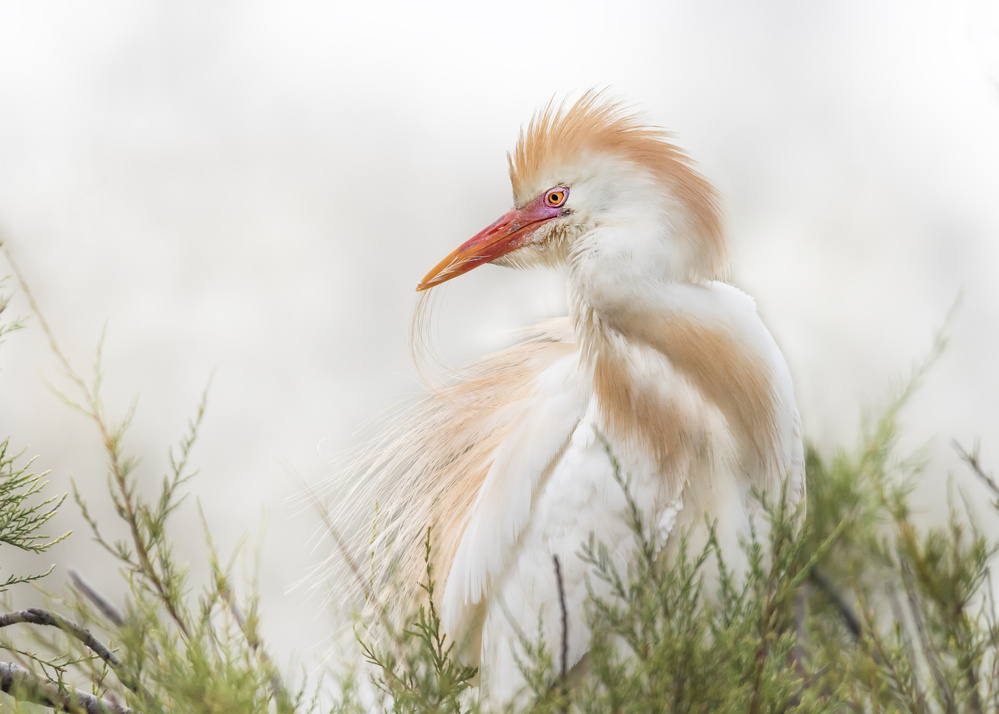 Bubulcus ibis von Els Keurlinckx