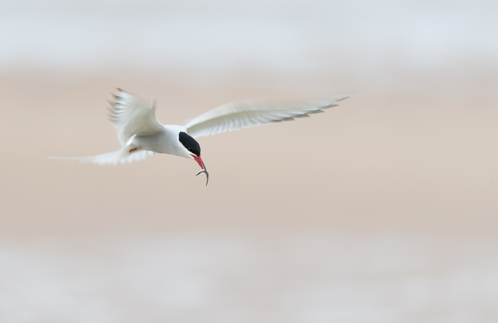 Tern with fish by the beach von Els Keurlinckx