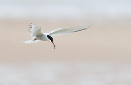 Tern with fish by the beach