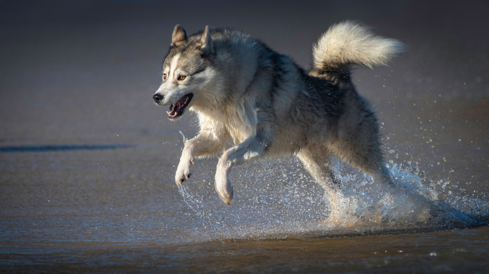 The wolf within von Emanuel Papamanolis