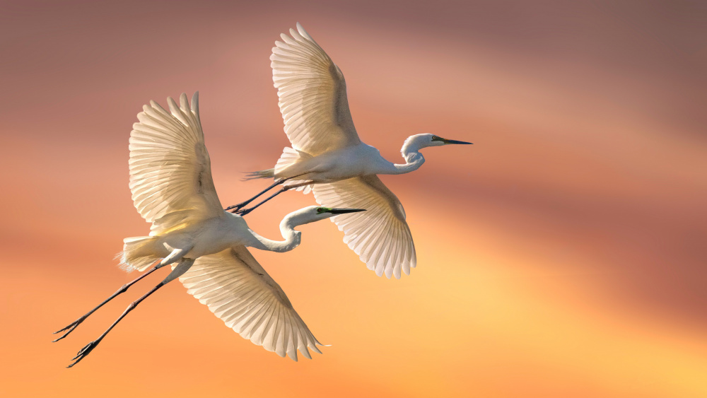 Eastern Great Egrets von Emanuel Papamanolis