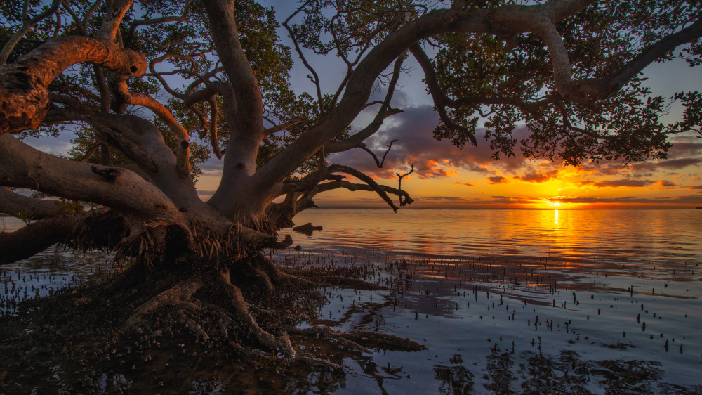 Sunrise at Nudgee Beach von Emanuel Papamanolis