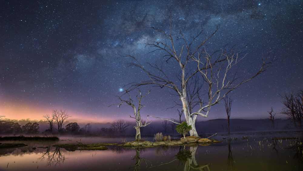 Dancing trees von Emanuel Papamanolis