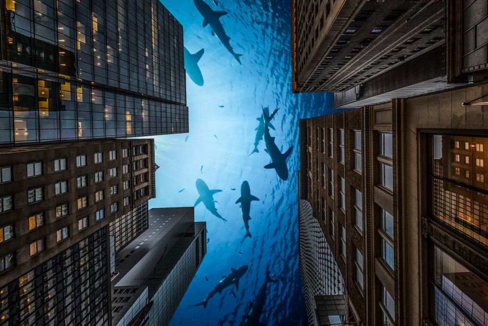 Sharks Night in New York city! von Emil abu milad