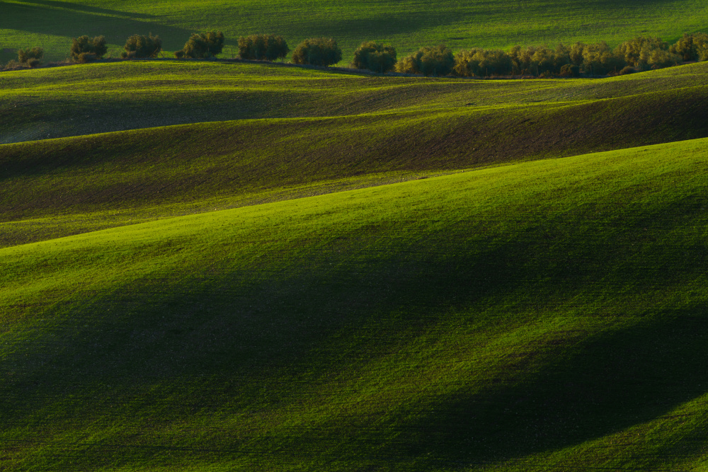 wheat sprouting von Emilio Pino