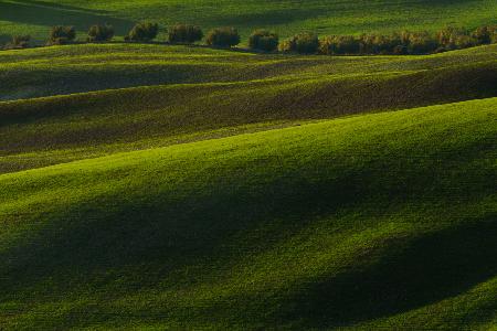 wheat sprouting