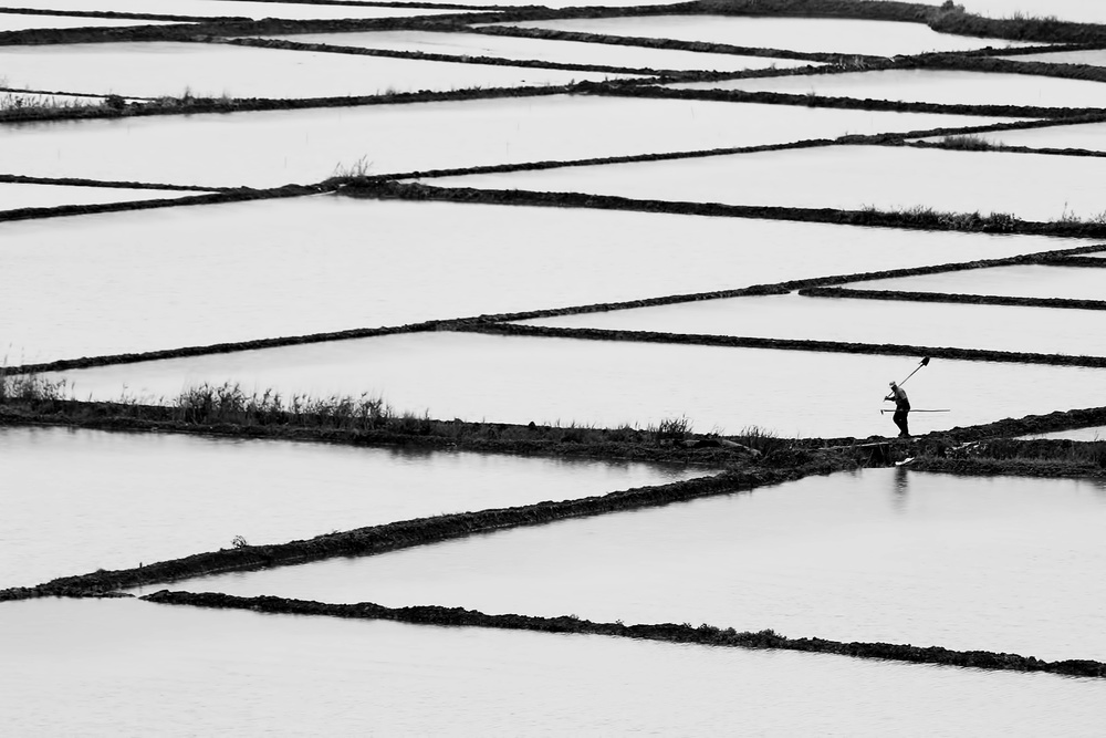 rice paddy von Emine Basa