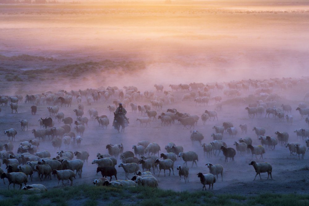 Homecoming von Emir Bagci