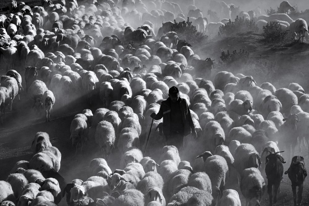 Shepherd von Emir Bagci