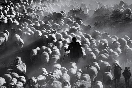 Shepherd