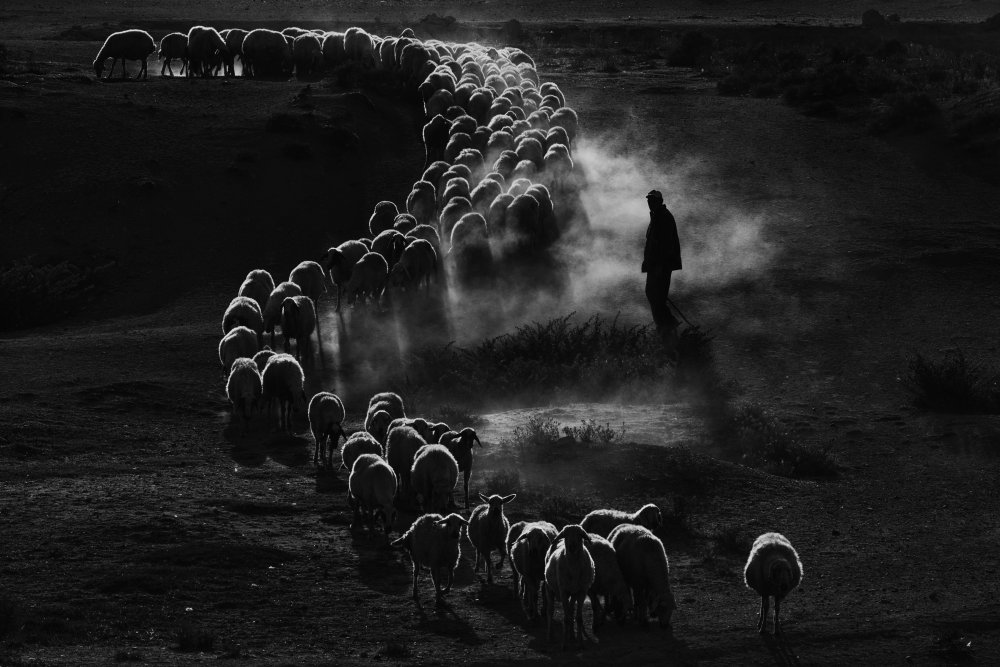 Sheep Herd von Emir Bagci