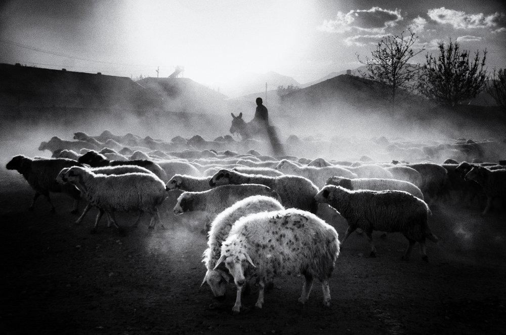 Sheep Herd von Emir Bagci