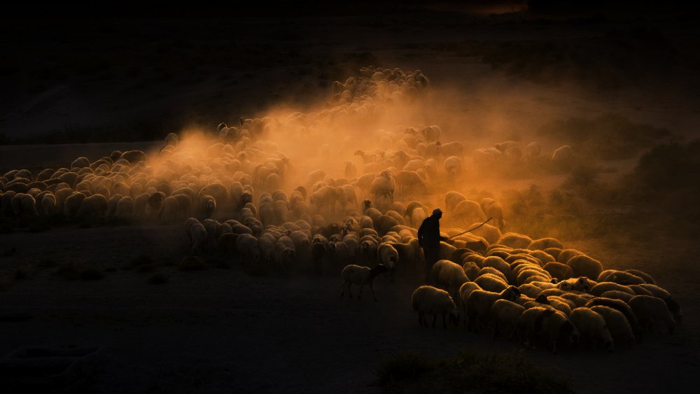 Herd of sheep von Emir Bagci