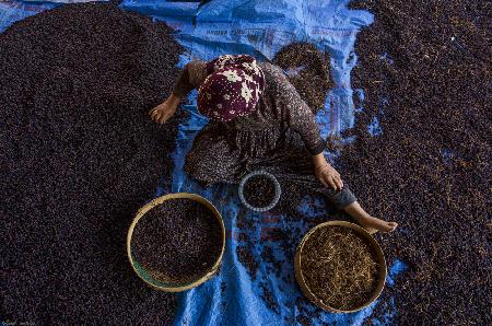 Grape Drying