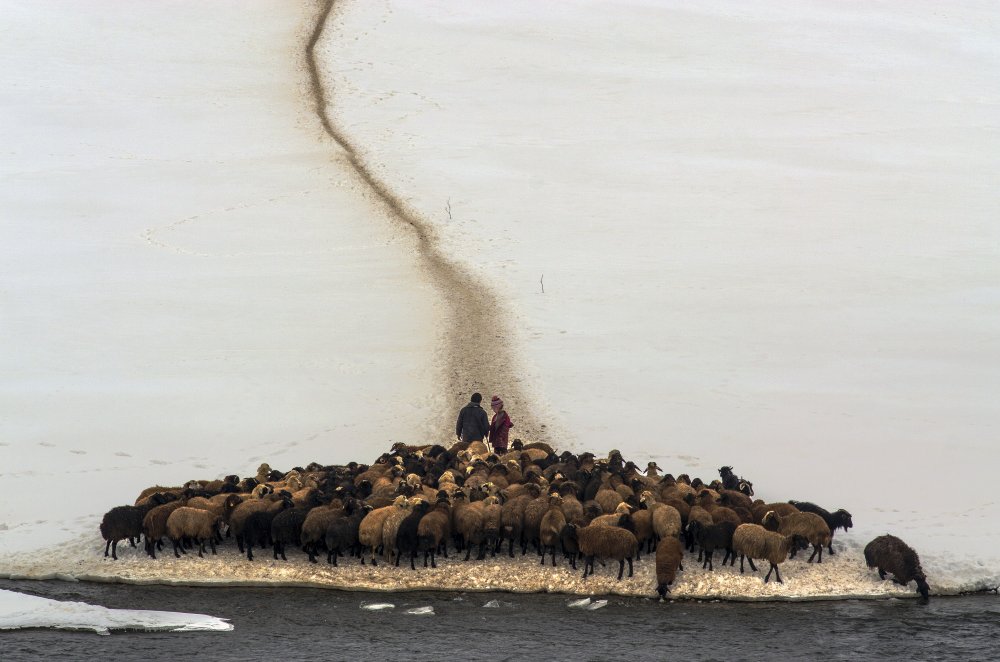 Sheep drinking water von Emir Bagci