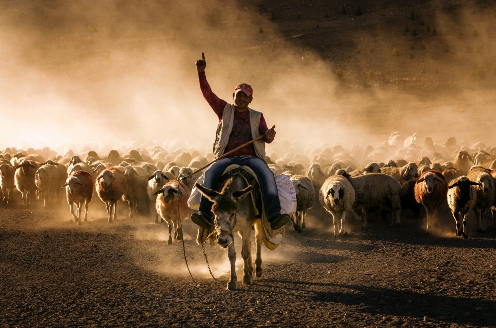 Crazy shepherd von Emir Bagci