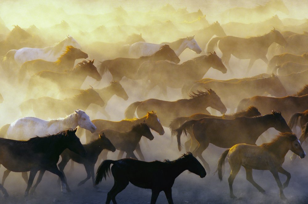 Wild horses von Emir Bagci