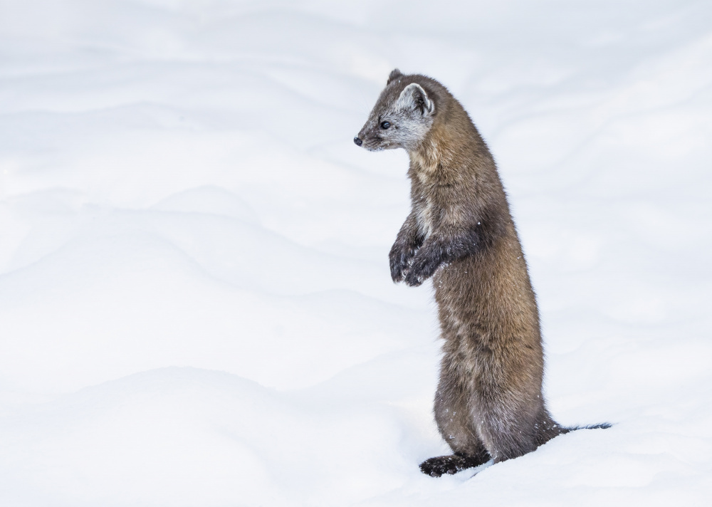 Pine Marten 2 von Emma Zhao