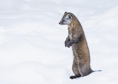 Pine Marten 2