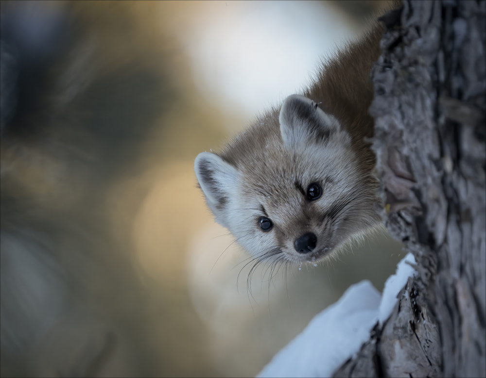 Pine Marten 4 von Emma Zhao