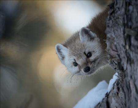 Pine Marten 4