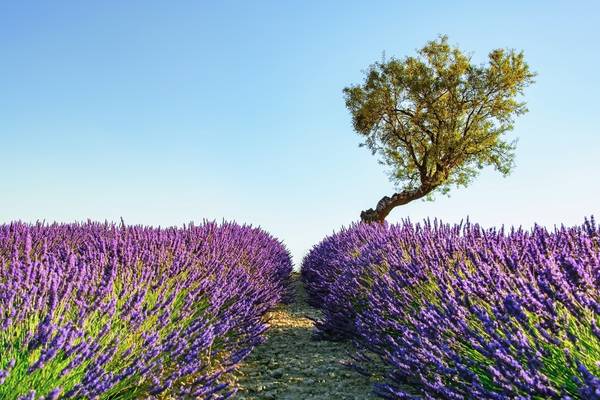 Provence von Emmanuel Charlat