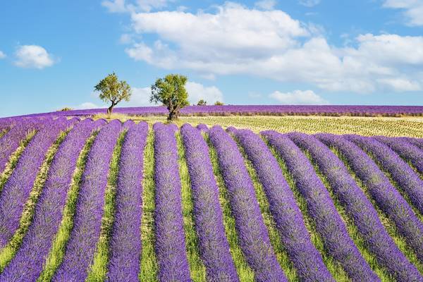 Provence Landscape von Emmanuel Charlat