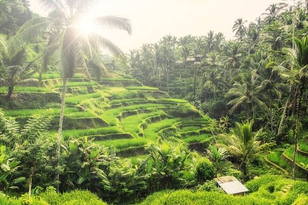 Tegalalang in Bali von Emmanuel Charlat