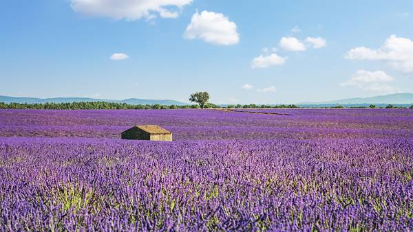 The Cabin In Provence von Emmanuel Charlat