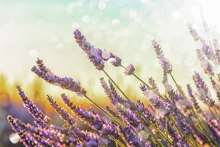 Lavender Field