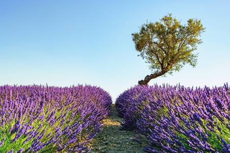 Provence