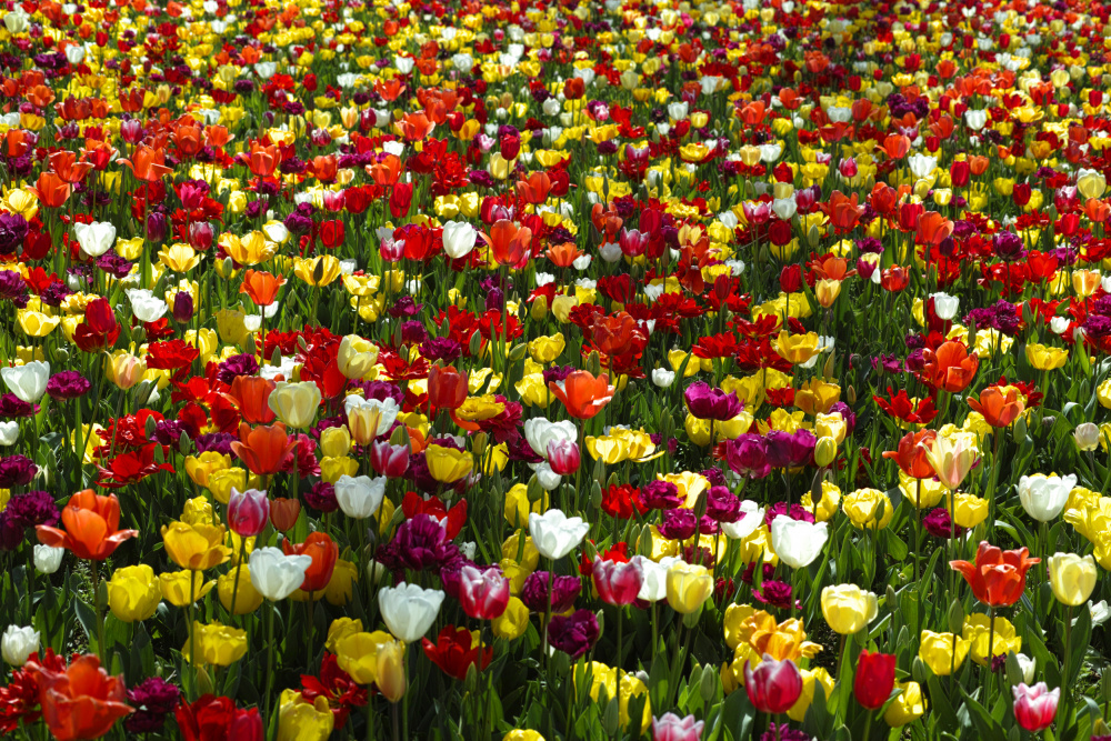 colorful tulips von engin akyurt