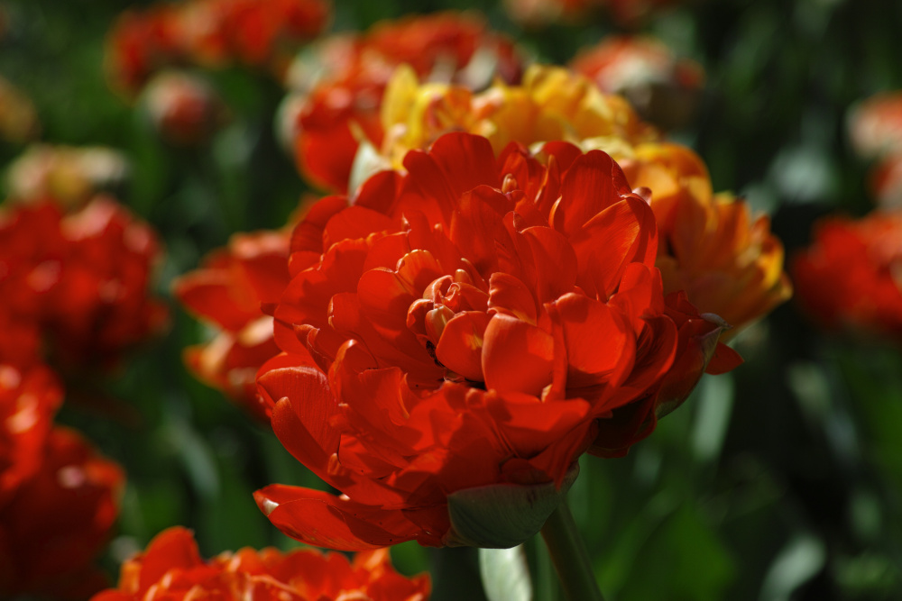 colorful tulips von engin akyurt